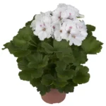 Пеларгония белая горшечная